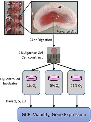 Effects of Oxygen Concentration and Culture Time on Porcine Nucleus Pulposus Cell Metabolism: An in vitro Study